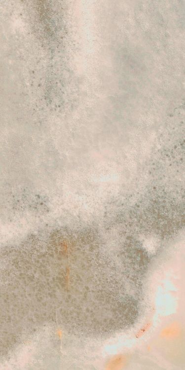 Reves Noisette Glossy 12 x 24
